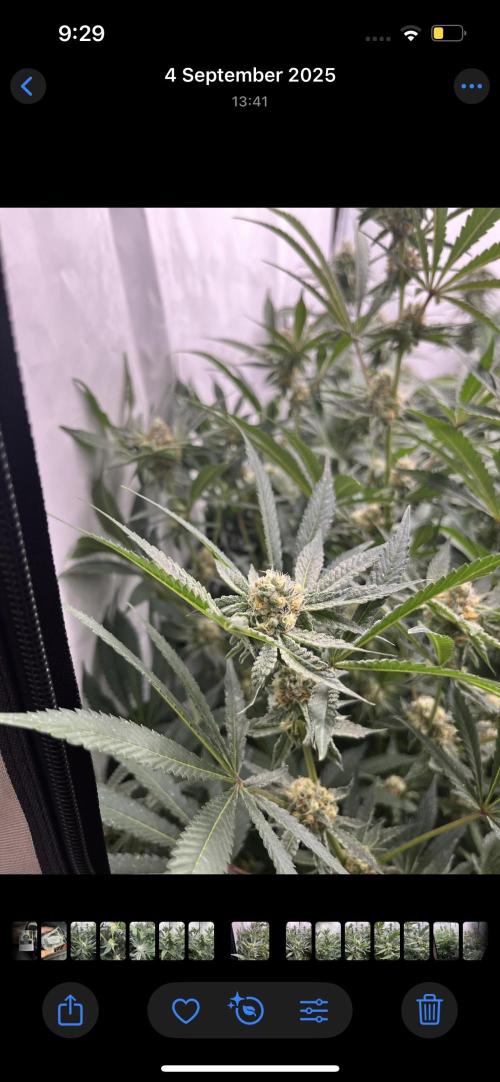 Clone mix party. Week 8