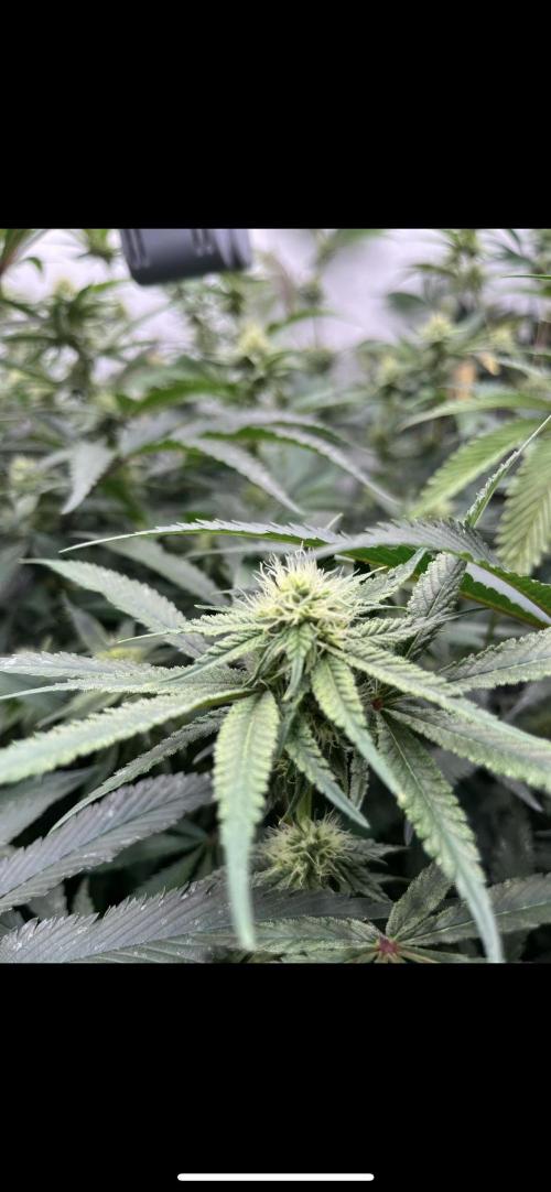 Clone mix party. Week 8