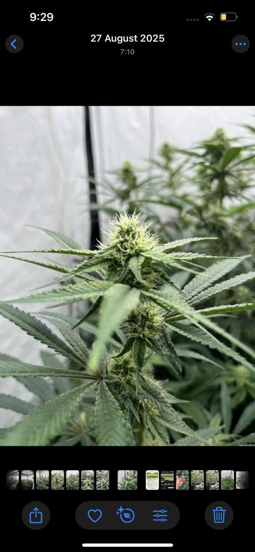 Clone mix party. Week 8