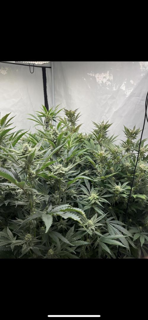 Clone mix party. Week 8