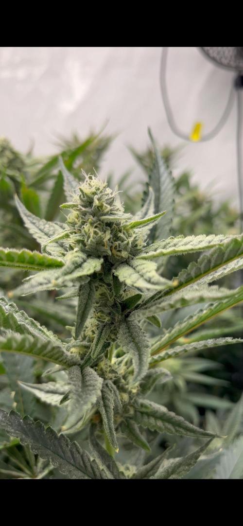 Clone mix party. Week 8