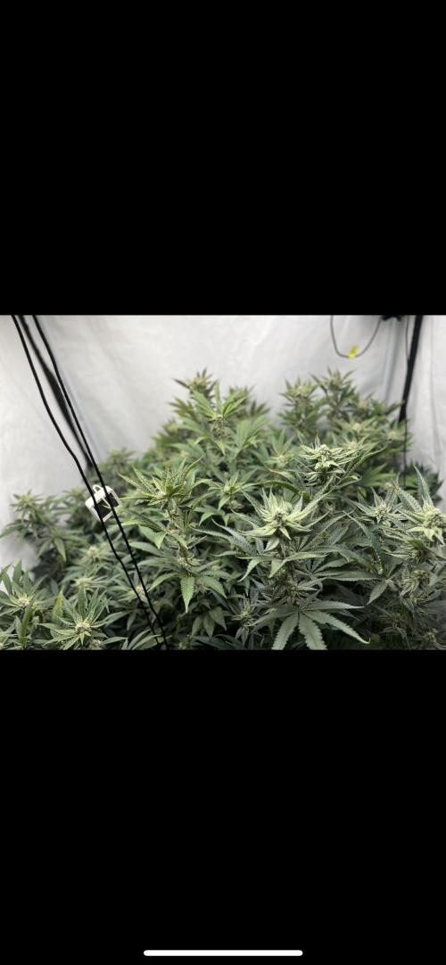 Clone mix party. Week 8