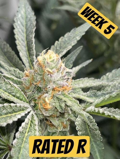 Clone mix party. Week 9