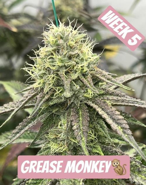 Clone mix party. Week 9