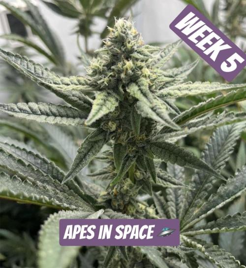 Clone mix party. Week 9