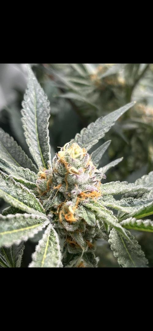 Clone mix party. Week 9
