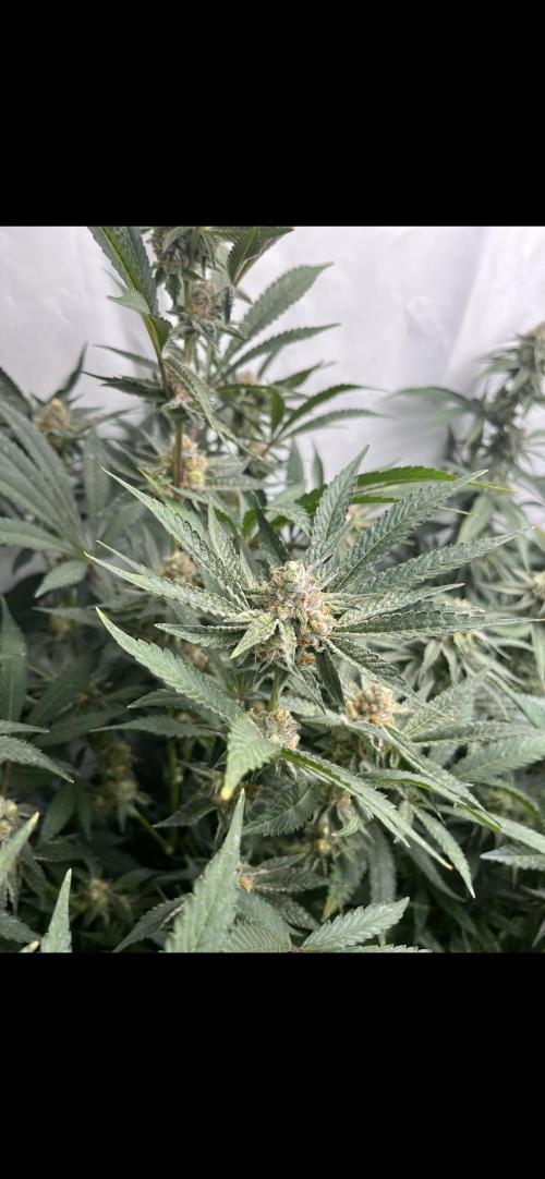 Clone mix party. Week 9