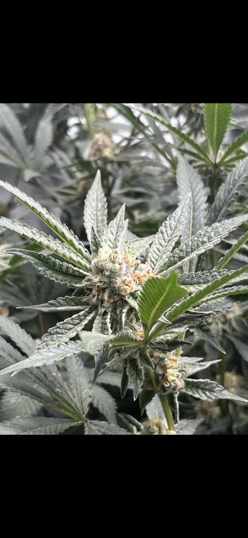Clone mix party. Week 9