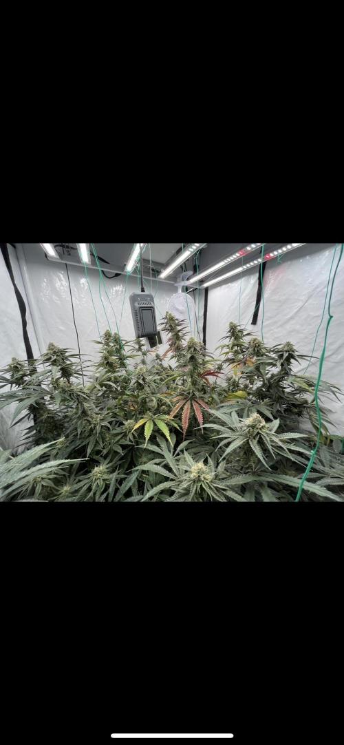Clone mix party. Week 9