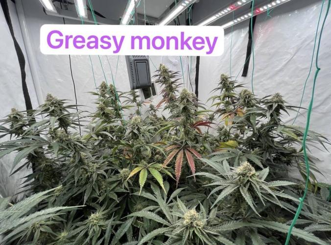 Clone mix party. Week 9