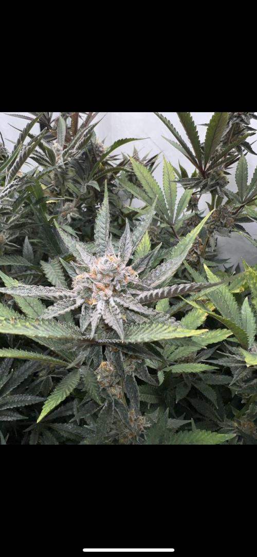 Clone mix party. Week 10