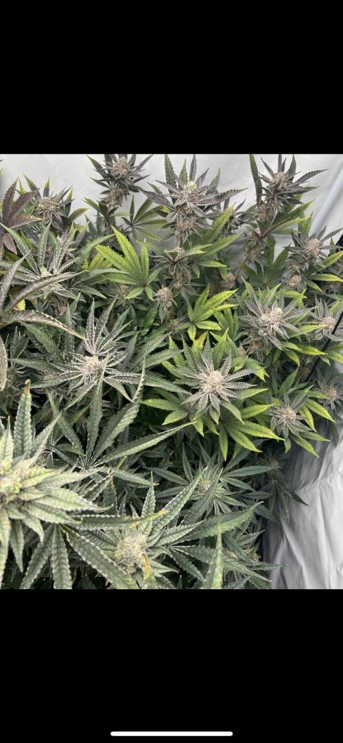 Clone mix party. Week 10
