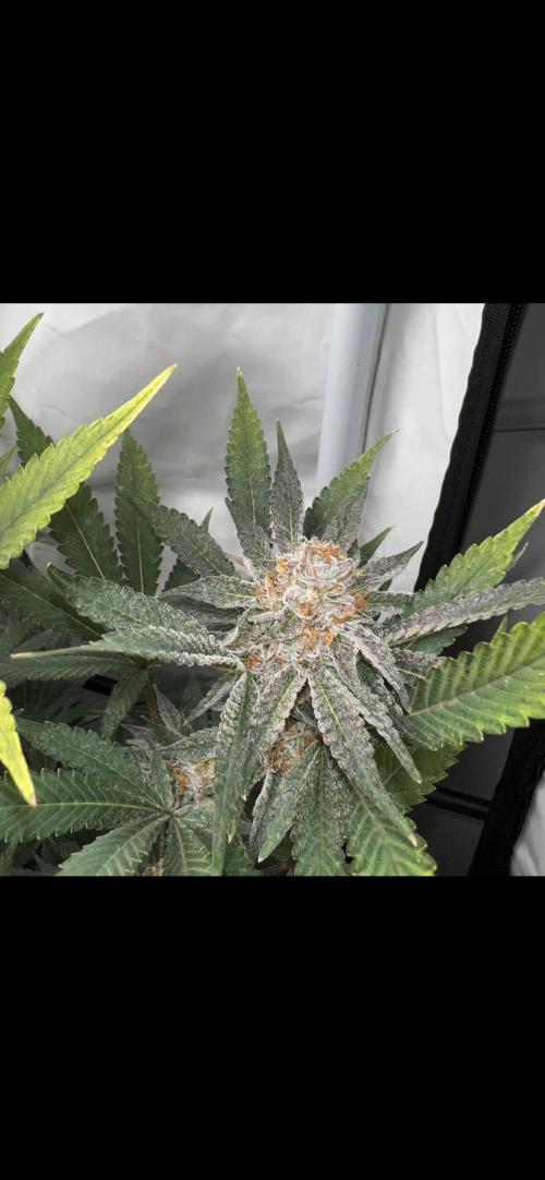 Clone mix party. Week 10
