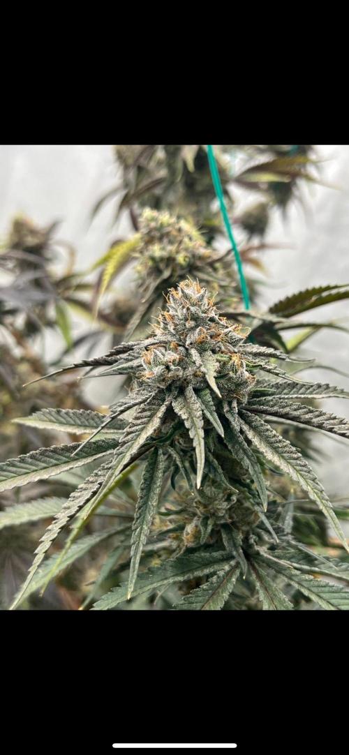 Clone mix party. Week 11