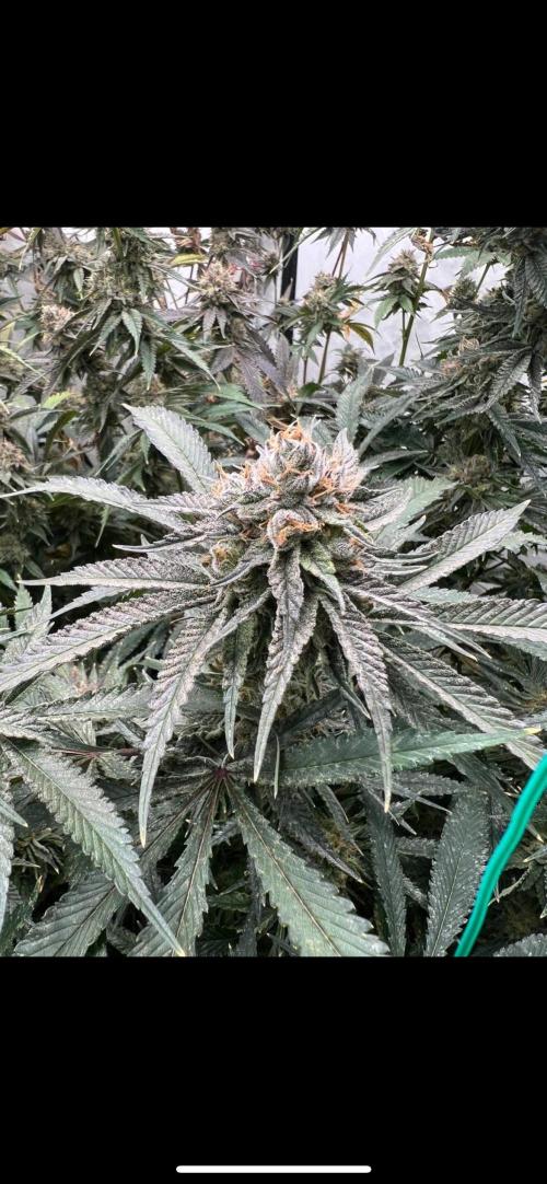 Clone mix party. Week 11