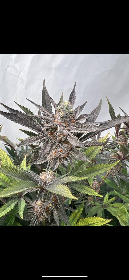Clone mix party. Week 11 - Rated r 