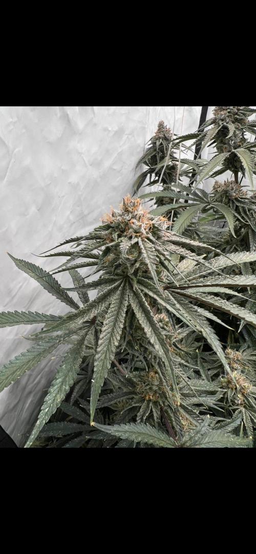 Clone mix party. Week 11