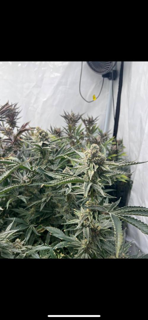 Clone mix party. Week 11 - Greasy monkey 