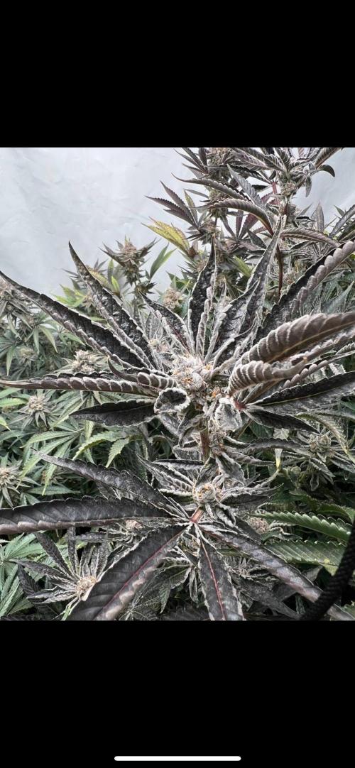 Clone mix party. Week 11