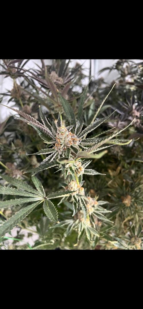 Clone mix party. Week 12 - Rated r