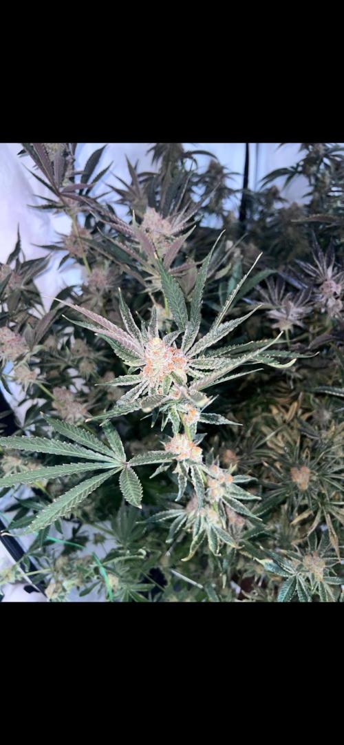Clone mix party. Week 12 - Rated r