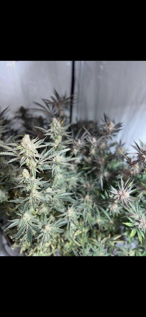 Clone mix party. Week 12 - Grease monkey