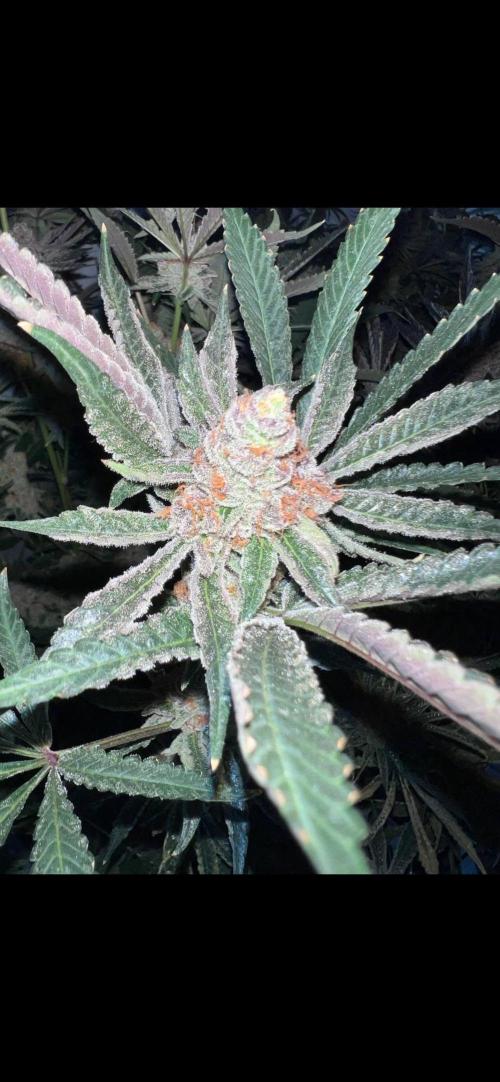 Clone mix party. Week 12 - rated r (soo beautiful)