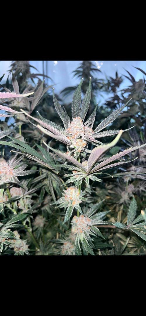 Clone mix party. Week 12 - Rated r
