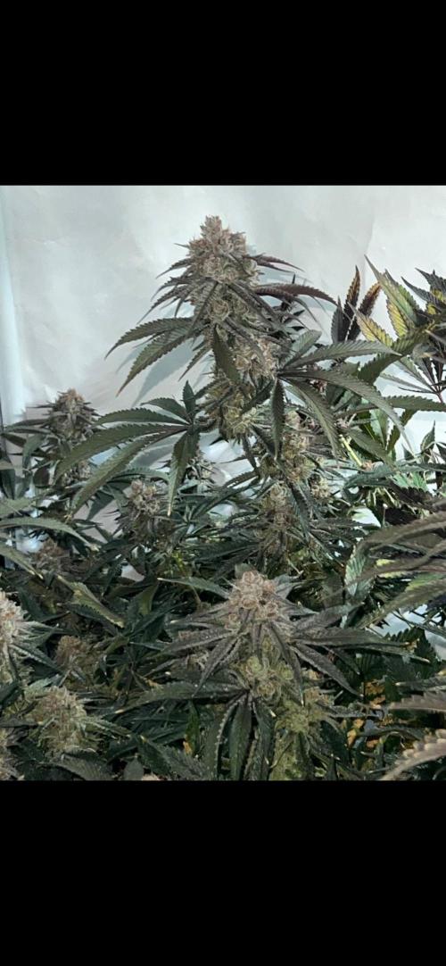 Clone mix party. Week 12 - Apes in space