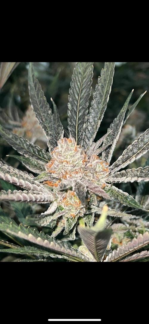 Clone mix party. Week 12 - Rated r
