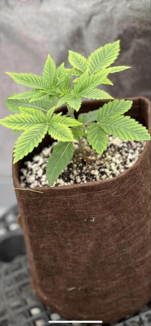 GROUNED ZERO. Week 2 - as u can see there is magnesium defitiancy 