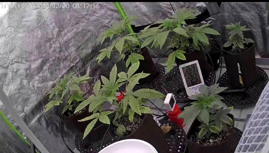 GROUNED ZERO. Week 3 - plants look good its more dark green and the magnesium deficiency gone