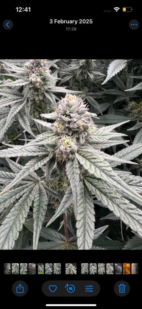 GROUNED ZERO. Week 9