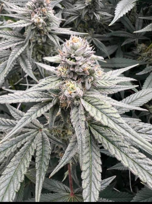 GROUNED ZERO. Week 9