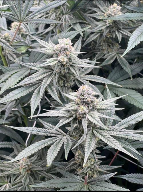 GROUNED ZERO. Week 9