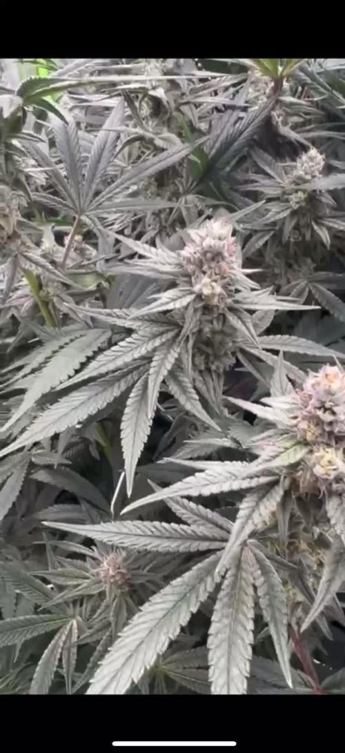 GROUNED ZERO (Hermie)
