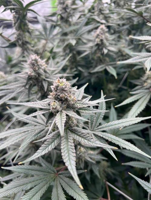 GROUNED ZERO. Week 10