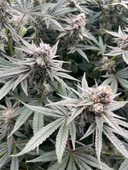 GROUNED ZERO. Week 10