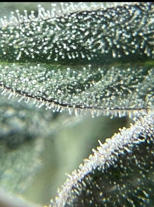 GROUNED ZERO. Week 11