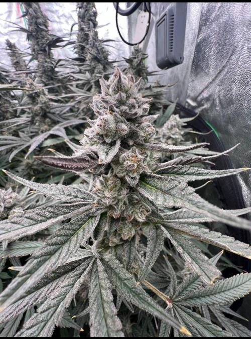 GROUNED ZERO. Week 11