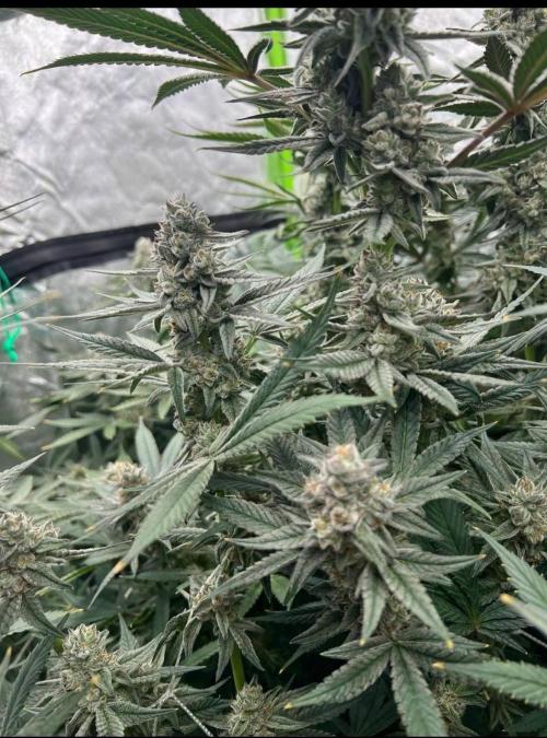 GROUNED ZERO. Week 11