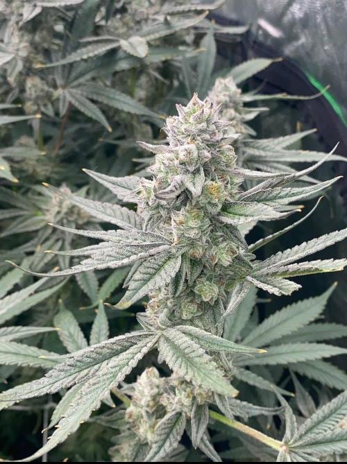 GROUNED ZERO. Week 11