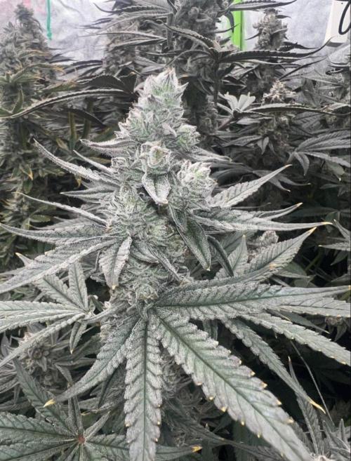 Ground zero . Week 12