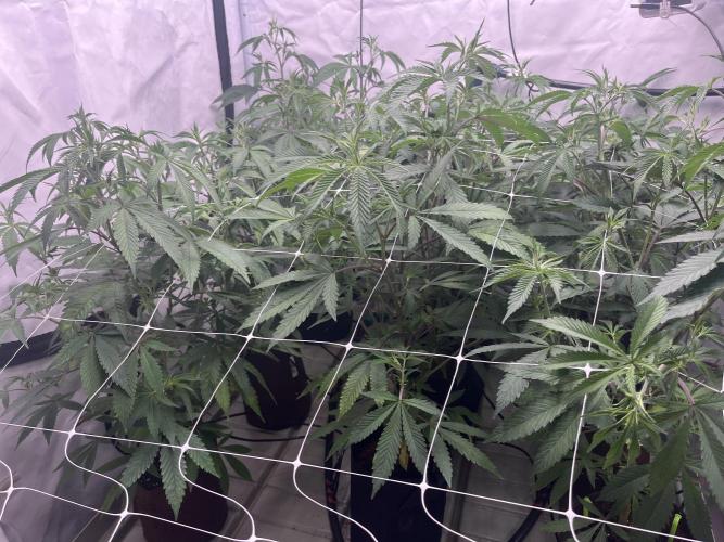 Slurricane #7 mother + clones party. Week 14 - Before Defoliation