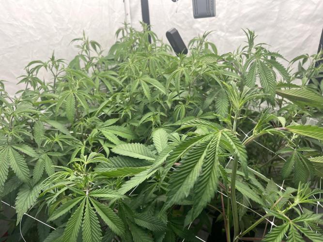 Slurricane #7 mother + clones party. Week 14 - Before Defoliation