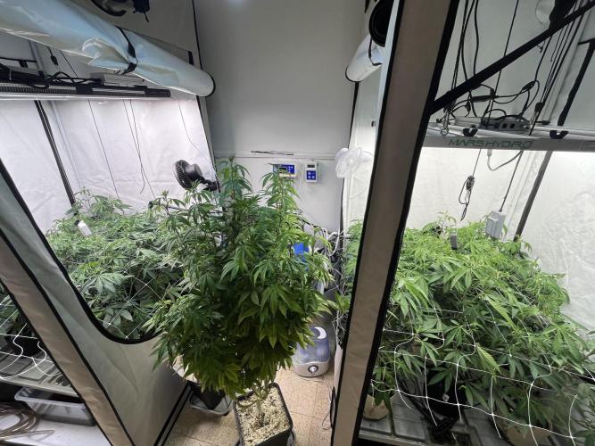 Slurricane #7 mother + clones party. Week 14 - Before Defoliation