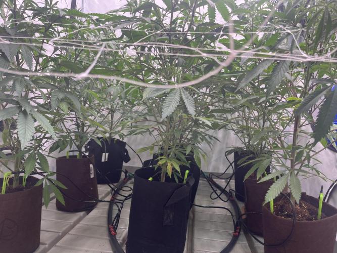 Slurricane #7 mother + clones party. Week 14 - Before Defoliation