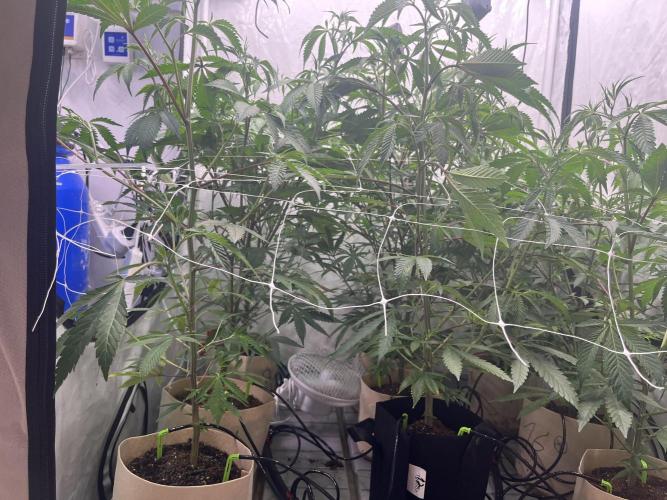 Slurricane #7 mother + clones party. Week 14 - Before Defoliation