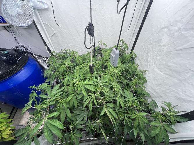 Slurricane #7 mother + clones party. Week 14 - Before Defoliation
