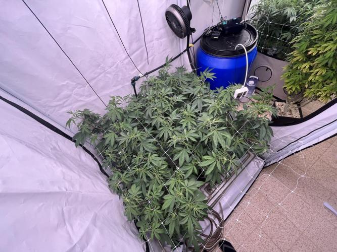 Slurricane #7 mother + clones party. Week 14 - Before Defoliation